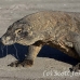 dragon_komodo_hsb_rinca_h_0591_kom2358.jpg